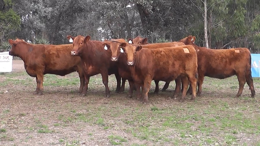 Lote VAQUILLONAS GENERALES PREÑADAS