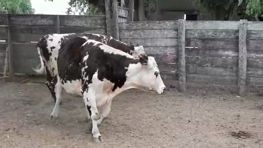 Lote VACAS PI PREÑADAS