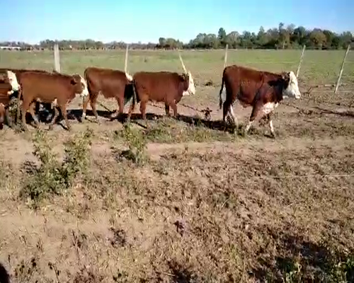 Lote 100 Terneras en El Colorado, Formosa