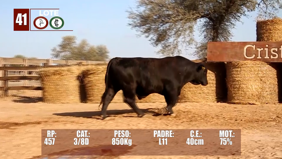 Lote Lote 41