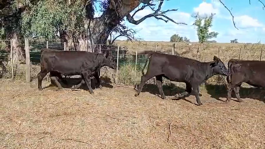 Lote 33 Vaquillonas en 9 de Julio
