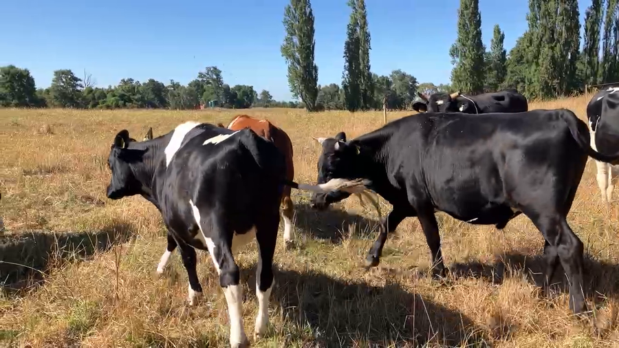 Lote 44 Novillo Gordo en Río Bueno, XIV Región Los Ríos