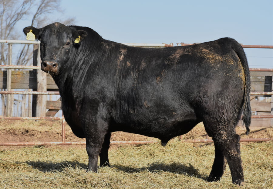 Lote TOROS (Corral 7)