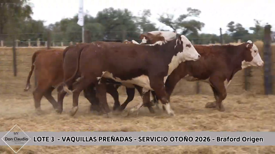Lote Vaquillona preñada