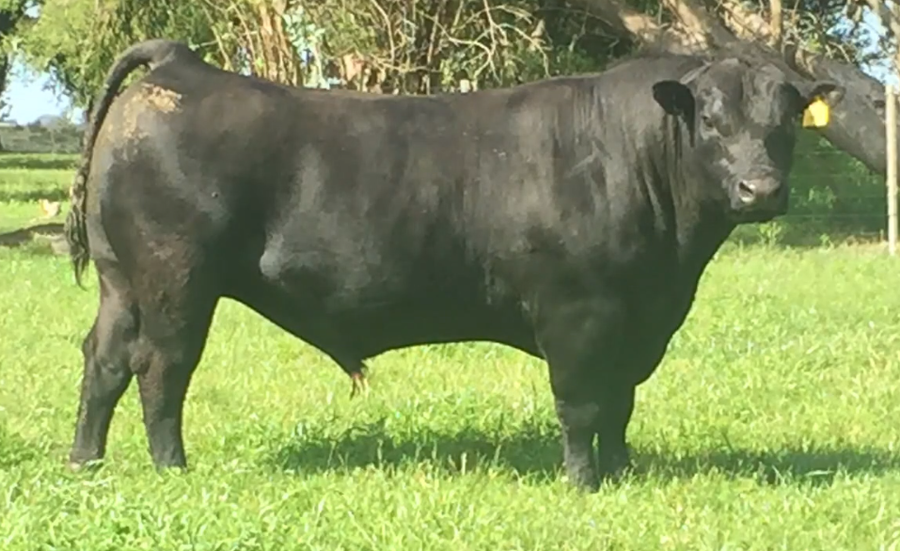 Lote Toros a remate en Cabaña Rebenque , Florida