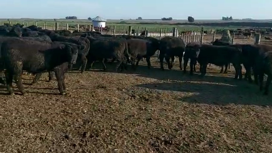 Lote 65 Novillitos en Tres Arroyos, Buenos Aires