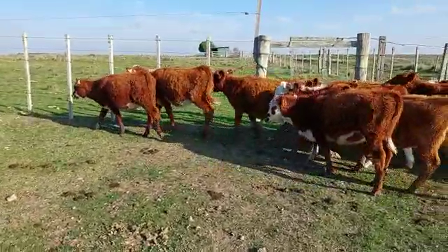 Lote 17 terneras