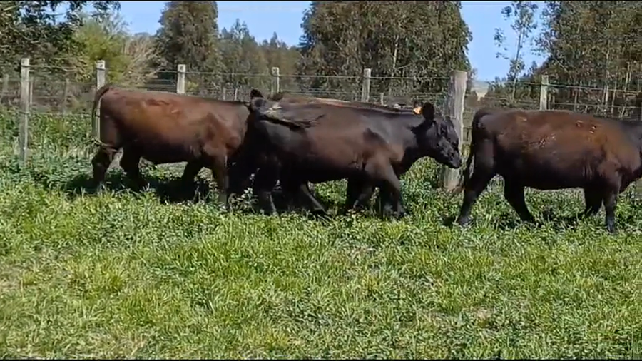 Lote 5 Terneras ANGUS a remate en Remate Presencial en OMBUES DE LAVALLE