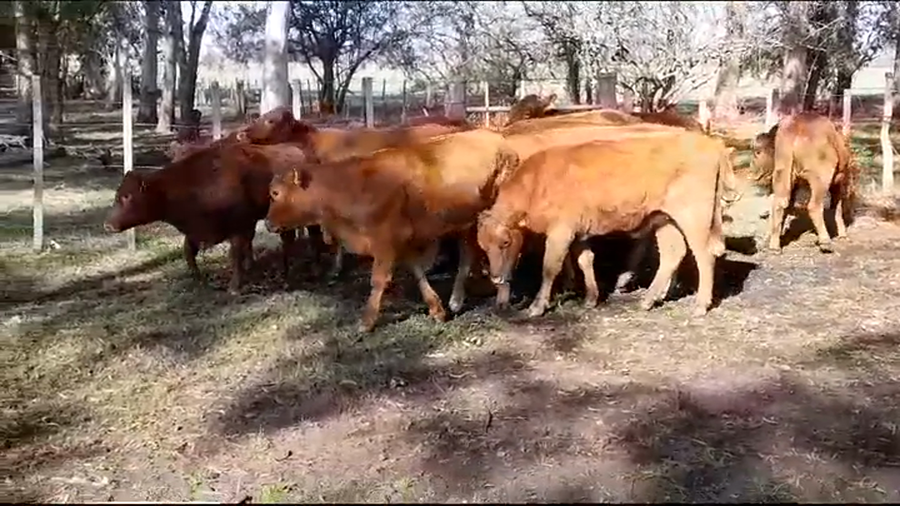 Lote VAQUILLONAS ANGUS COLORADO