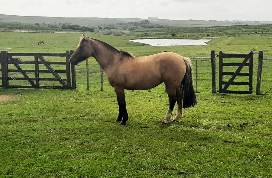 Lote Amiga La California (RP 356) - Cabaña La California