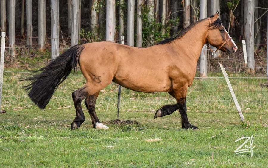 Lote Trebol Ñaquiñá