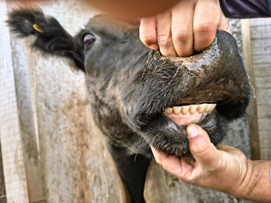 Lote 24 Vacas CUT preñadas en Buenos Aires, Carhue