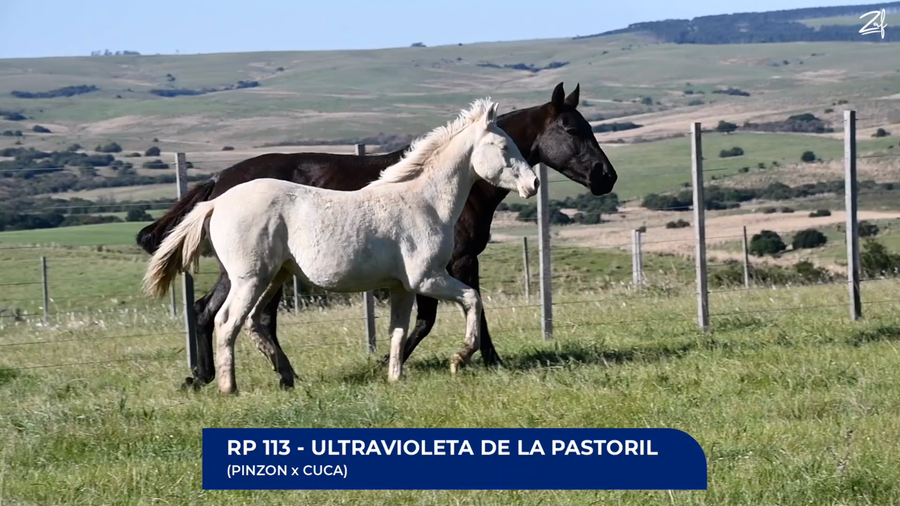 Lote Ultravioleta. de La Pastoril