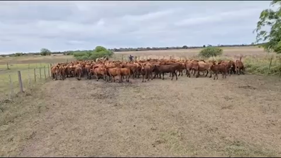 Lote 145 Terneras en Pirané, Formosa