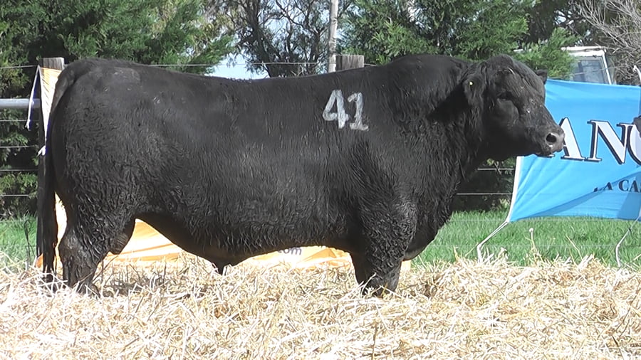 Lote TOROS ANGUS PUROS CONTROLADOS