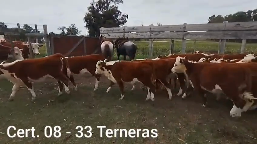 Lote TERNERAS