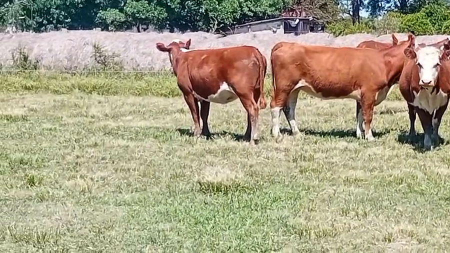 Lote 17 Vientres preñados en Corrientes, Curuzú-Cuatiá