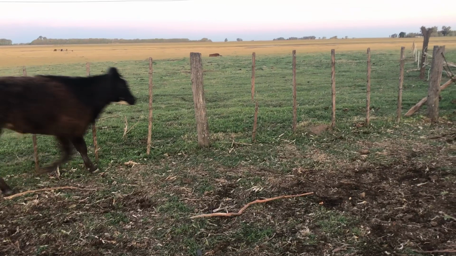 Lote 9 Terneros/as en América, Buenos Aires