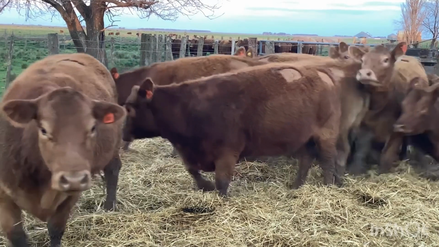 Lote VAQ PC preñadas