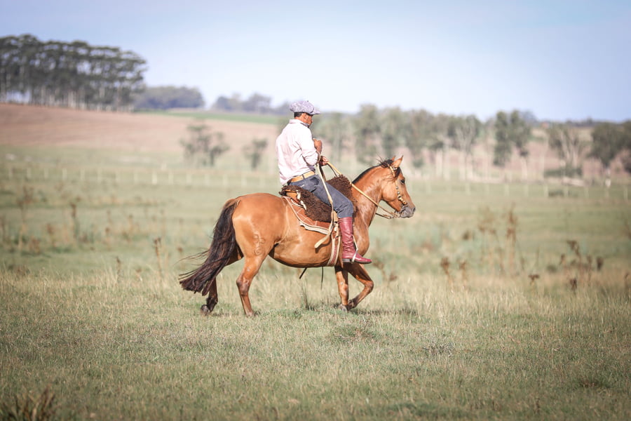 Lote Pedragosa La Magdalena