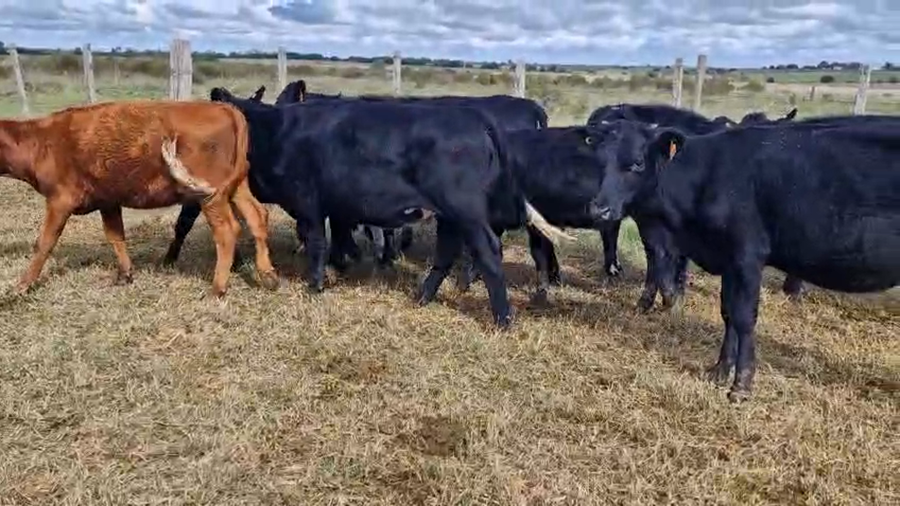 Lote 18 Terneras a remate en Pantalla Camy, San José