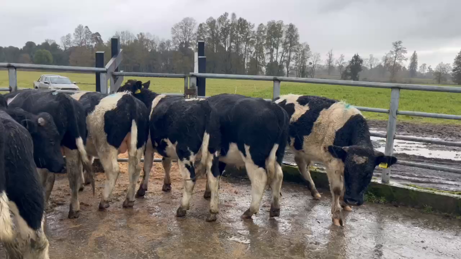 Lote 65 Ternero en Río Bueno, XIV Región Los Ríos