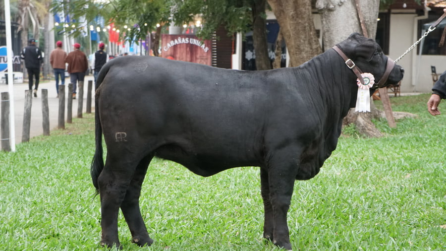 Lote Brangus a Bozal Expo 2022 RP 3465 - Lote 3