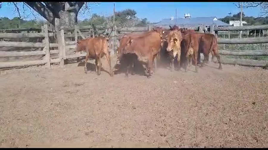 Lote VAQUILLONAS PREÑADAS