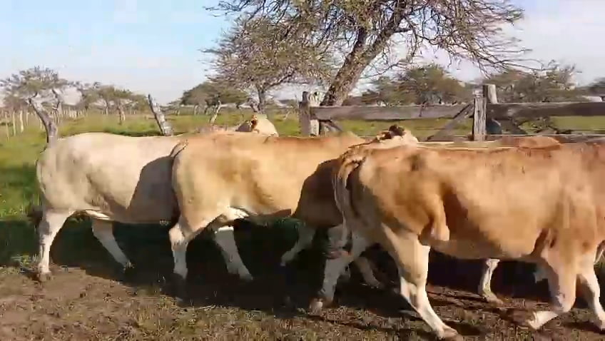 Lote 34 Vacas