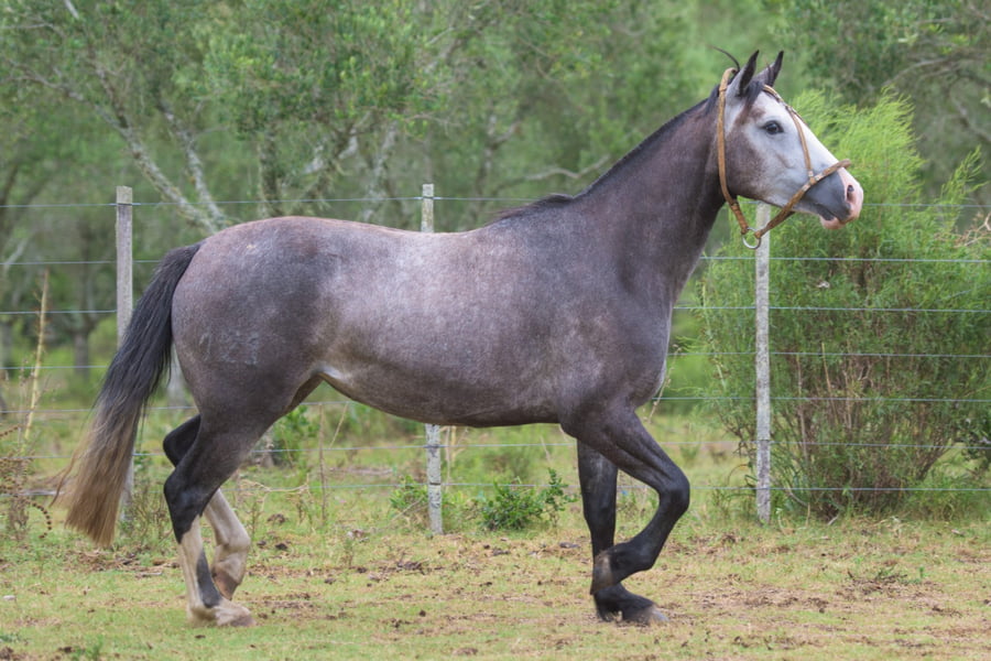 Lote Resolana del Mavial