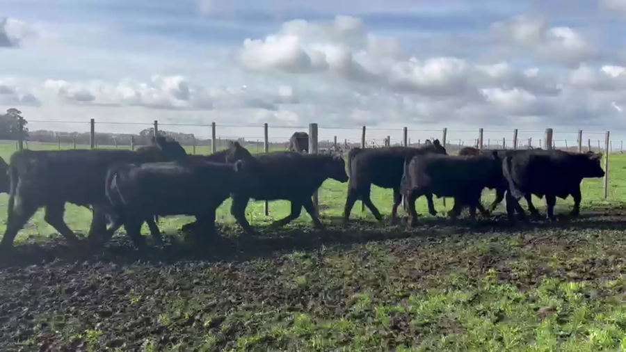 Lote 50 NOVILLITOS, TANDIL, PCIA. BS. AS.