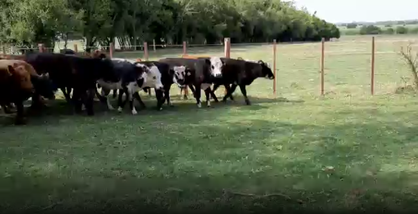 Lote 21 Terneros en San José