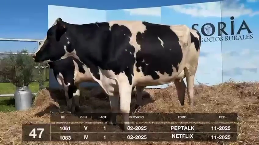 Lote VACAS Y VAQUILLONAS PRÓXIMAS