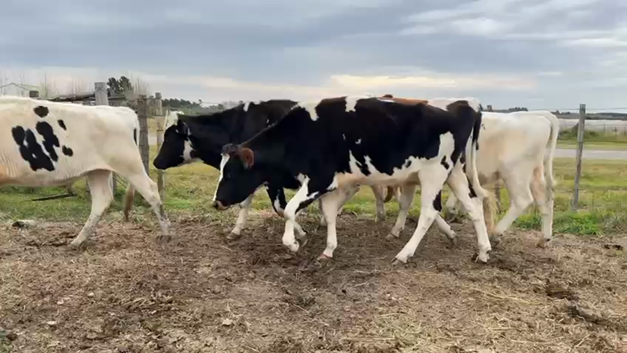 Lote NOVILLOS 1 a 2 AÑOS