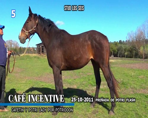 Lote CAFÉ INCENTIVE