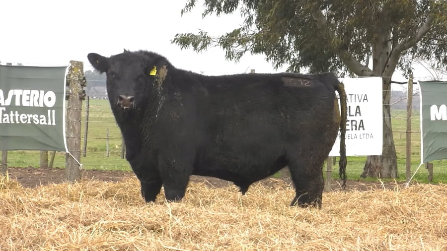 Lote TOROS PUROS POR CRUZA