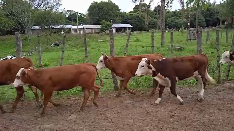 Lote 120 Terneros/as