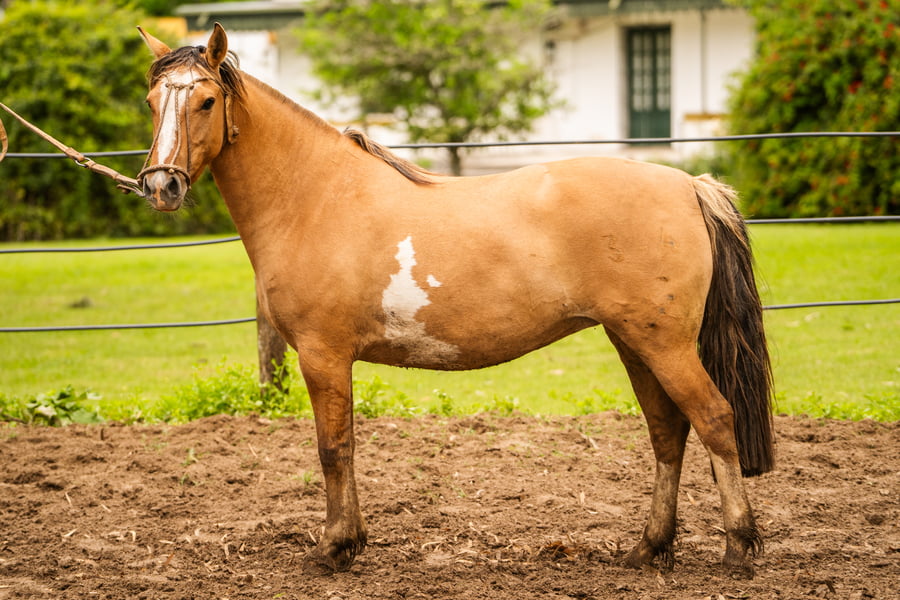 Lote CARRETA HENDIJA