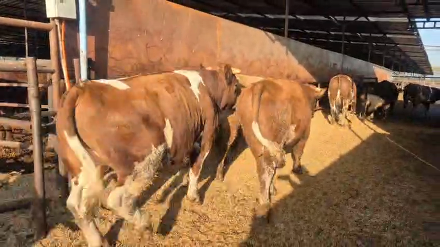 Lote 20 Novillo Gordo en Linares, VII  Región Maule