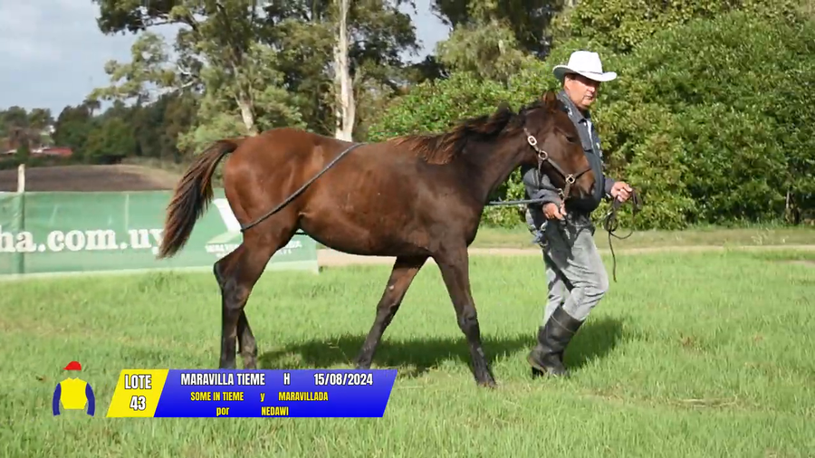 Lote MARAVILLA TIEME