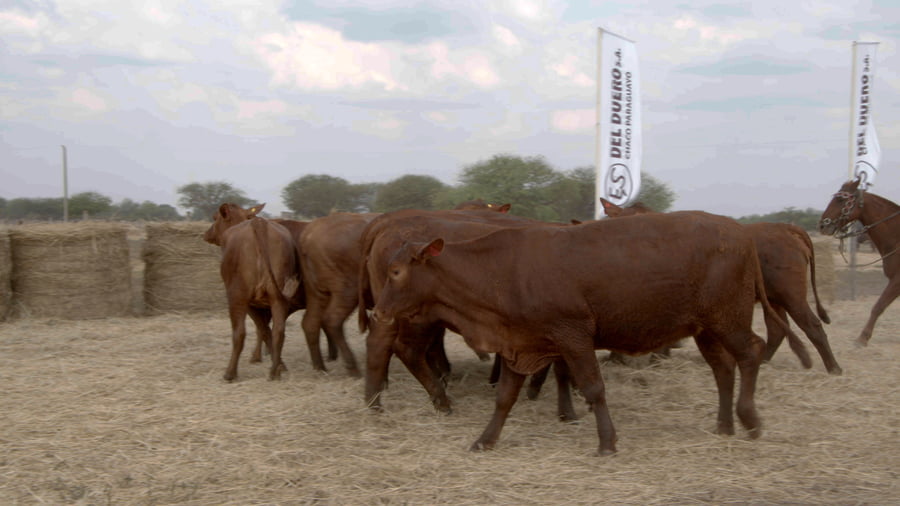 Lote Vaquillas CBO. 1 PREÑADAS
