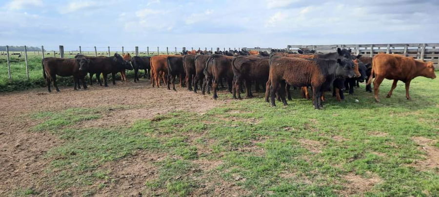 Lote 70 Vaquillonas en Gral. Lamadrid, Buenos Aires