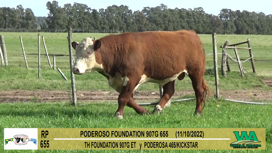 Lote Toros PI / PO / PC Hereford a remate en Cabaña La Poderosa, Florida