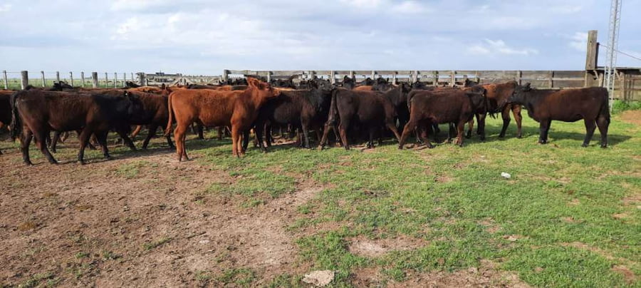 Lote 70 Vaquillonas en Gral. Lamadrid, Buenos Aires