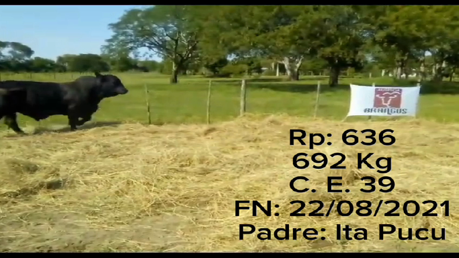 Lote TORO