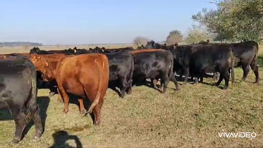 Lote 27 Vaquillonas C/ gtia de preñez en Brandsen, Buenos Aires