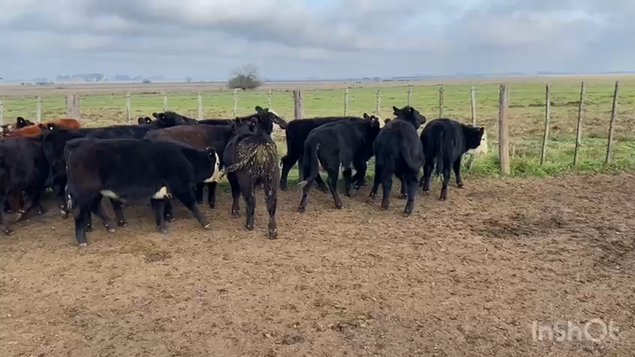 Lote 32 Terneros/as en Brandsen, Buenos Aires