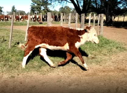 Lote 37 Terneras de 180Kg en Canals, Córdoba