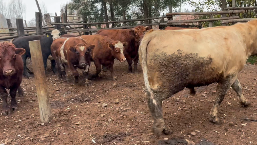 Lote 20 Novillo Gordo en Talca,  VII  Región Maule