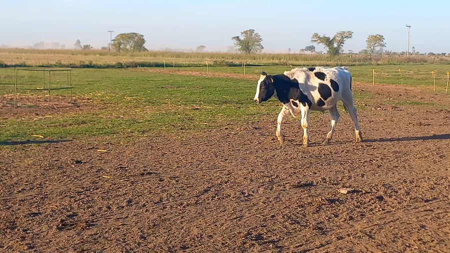 Lote 40 NOVILLITOS HOLANDO ARGENTINO EN FIDELA, SANTA FE